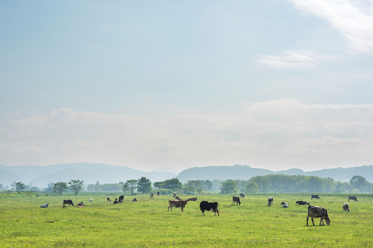 牧場で輝く家畜の命㉕ A