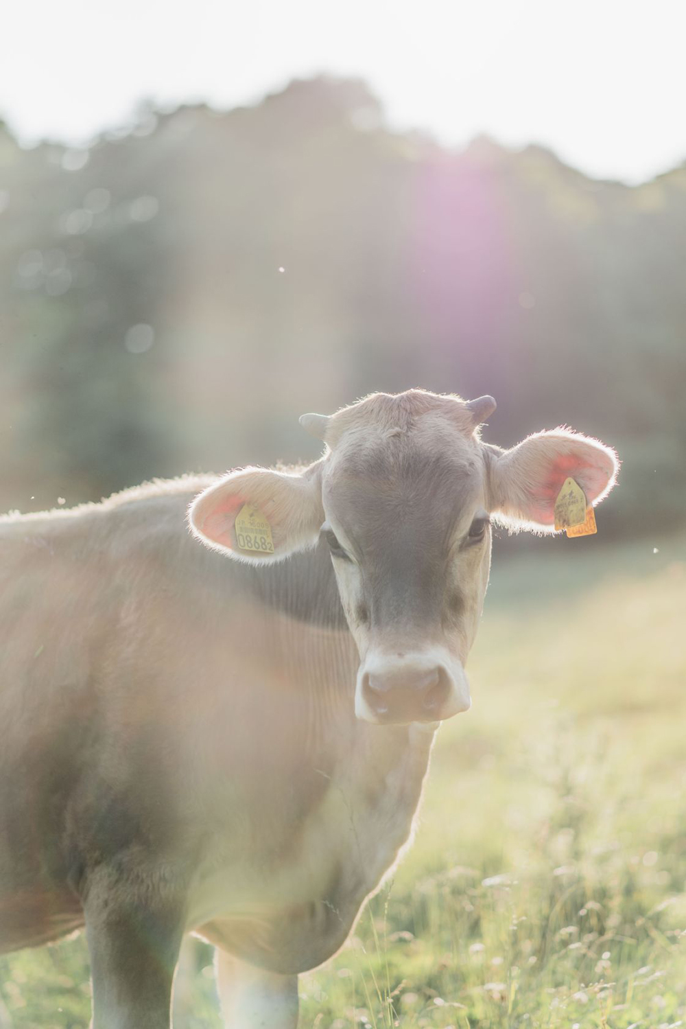 牧場で輝く家畜の命㉙ A