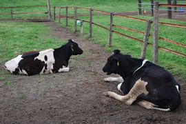 広い柵に牛を放っているため、のびのびした姿を観察できる。