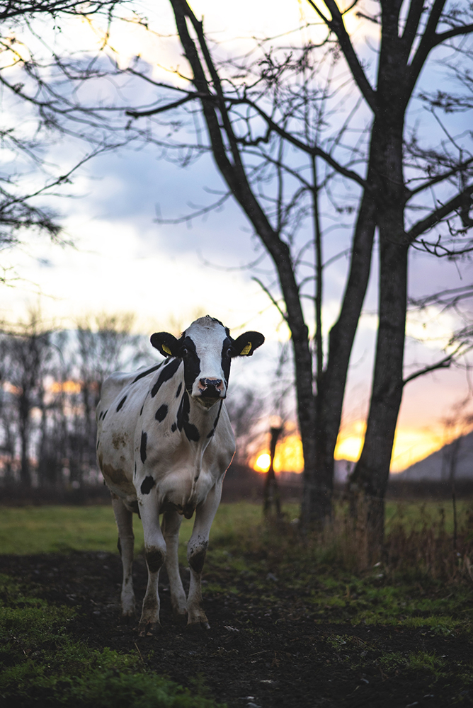 牧場で輝く家畜の命⑦ B